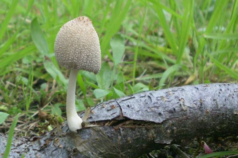 Coprinellus xanthothrix (Romagn.) Vilgalys, Hopple & Jacq. Johnson 2001